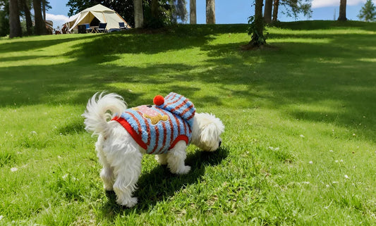 Essential Tips to Protect Your Pet In Winter - Fuffus