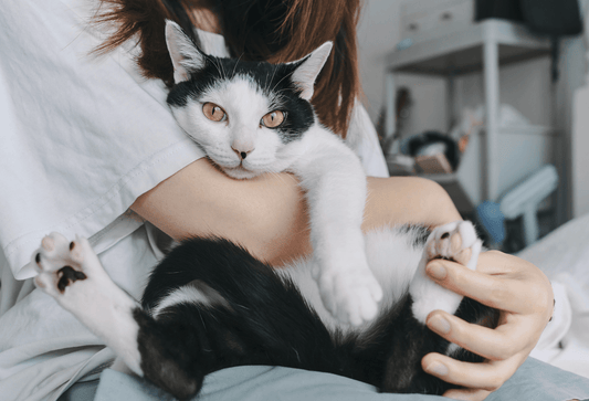 Why is my cat peeing on my clothes? - Fuffus